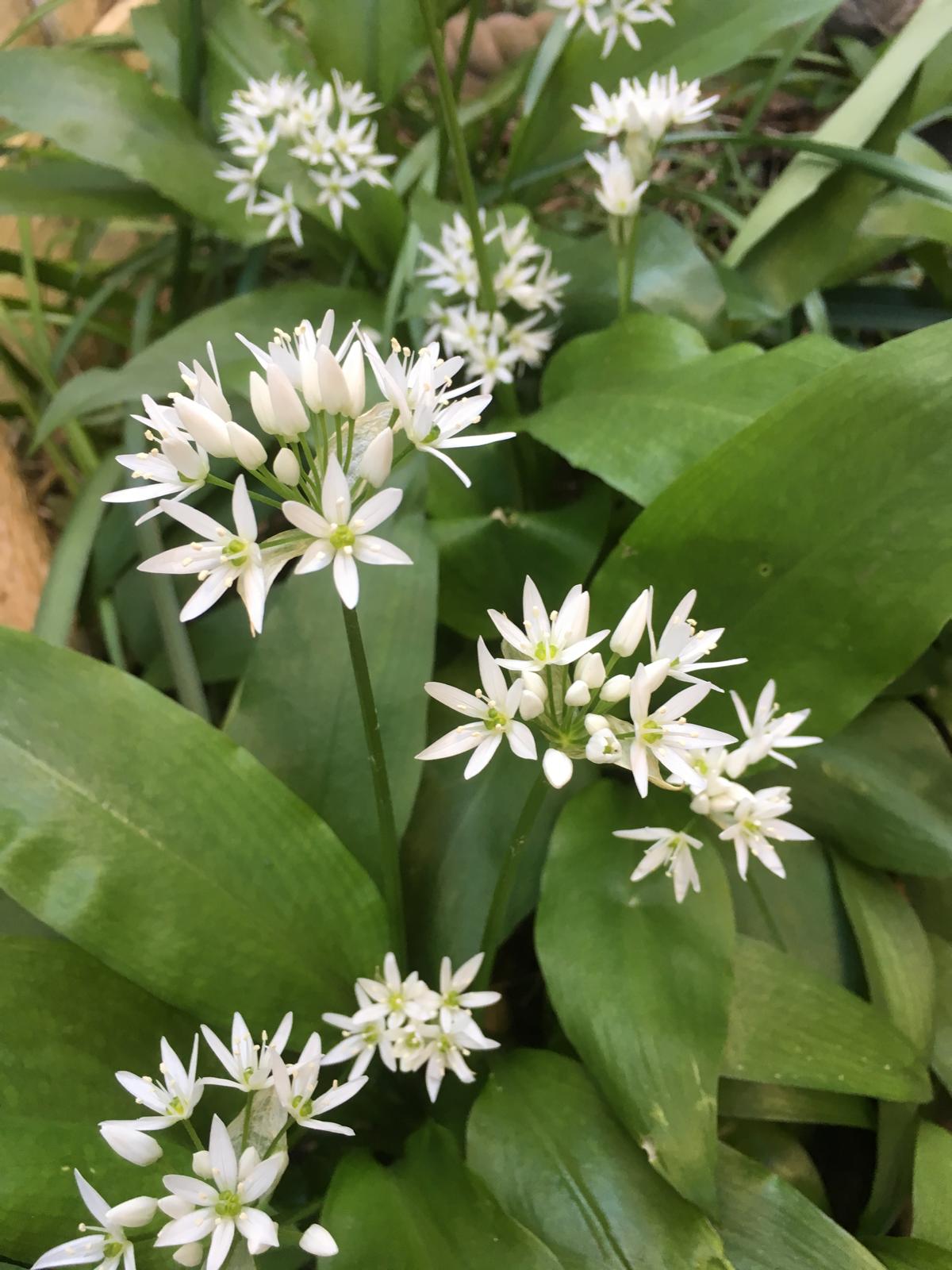 Wild Garlic Pesto Sauce